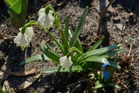 Spring snowflake is blooming. Stock Photos