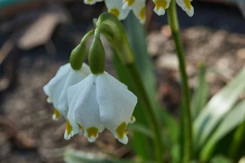 Spring snowflake is blooming. Stock Photos