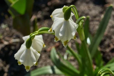 Spring snowflake is blooming. Stock Photos