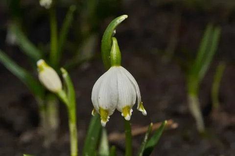 Spring snowflake is blooming. Stock Photos