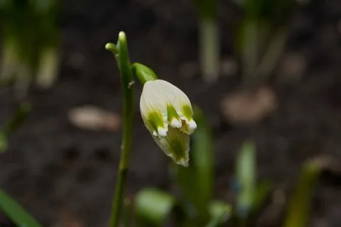 Spring snowflake is blooming. Foto stock