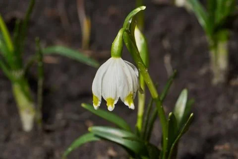 Spring snowflake is blooming. Stock Photos