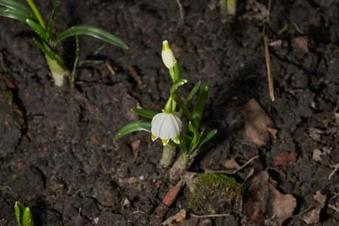Spring snowflake is blooming. Stock Photos