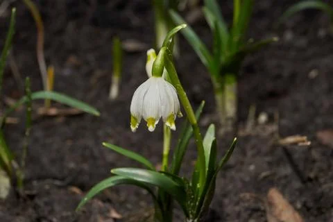 Spring snowflake is blooming. Stock Photos
