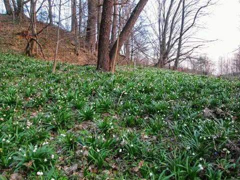 Spring Snowflake Blossoms in Forest Stock Photos