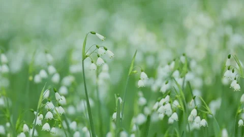 Spring Snowflake day time small Field in Slow Motion Vídeo Stock 340604113