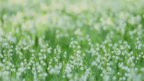 Spring Snowflake day time small Field in Slow Motion Stock Footage 340604115