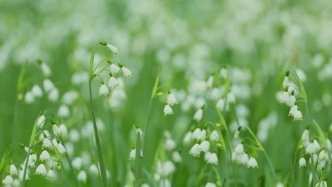 Spring Snowflake day time small Field in Slow Motion Stock Footage 340604122