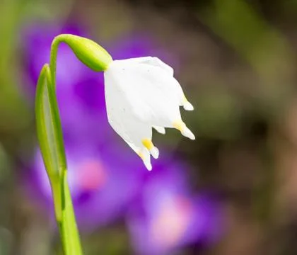 Spring snowflake flower in the garden Stock Photos