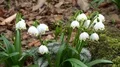 Spring snowflake flowerbed close up dolly shot 4k 4k or 4k+ Resolution