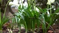 Spring snowflake flowerbed low angle shot tilt up and close up 4k 4k or 4k+ Resolution