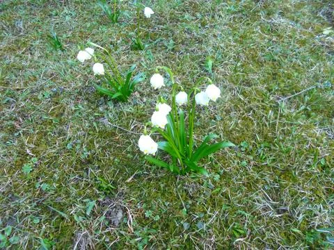 Spring snowflake flowers on bare mountain meadow in early spring Stock Photos