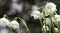 Spring snowflake flowers low angle shot close up 4k 4k or 4k+ Resolution