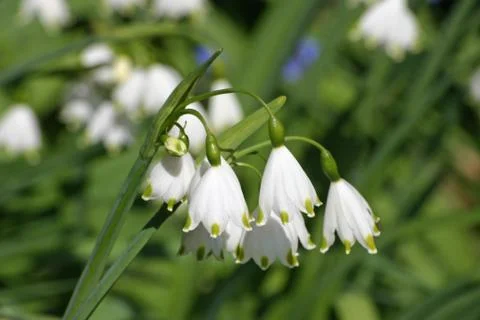 Spring snowflake flowers Stock Photos