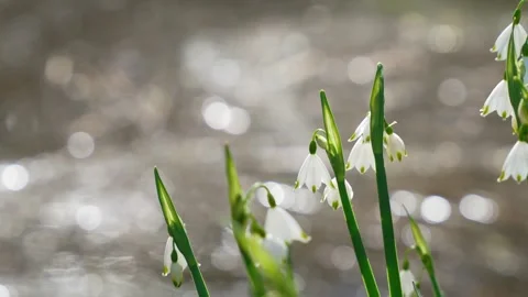 Spring Snowflake Flowers By Water Stock Footage 329329656
