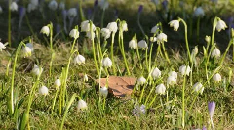Spring snowflake (Leucojum vernum) Stock Footage 12677072