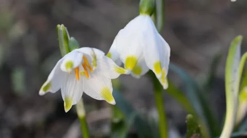 Spring snowflake (Leucojum vernum) Stock Footage 12677089