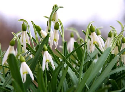 Spring snowflake 스톡 사진