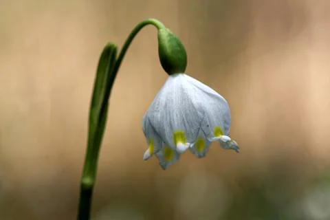 Spring snowflake Stock-Fotos