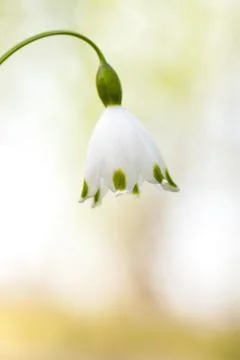 Spring Snowflake Stock Photos
