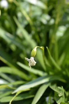 Spring snowflake Stock Photos