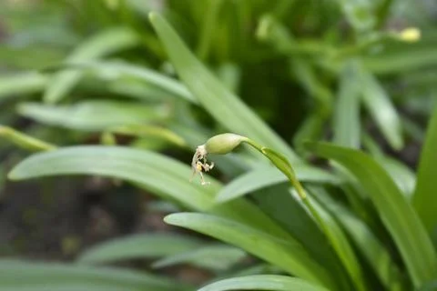 Spring snowflake Stock Photos