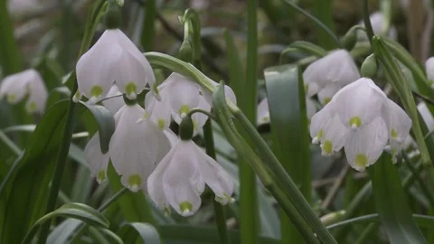 Spring snowflake in springtime Stock Footage 261436232