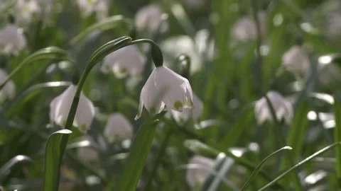 Spring snowflake in springtime Stock Footage 261436246
