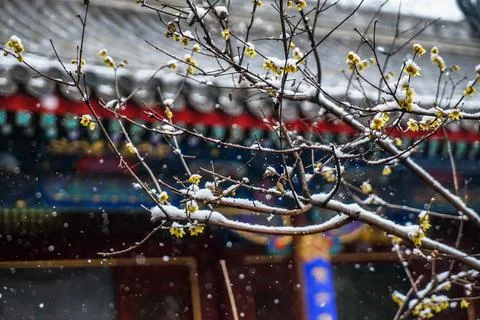 Spring snowflake, winter jasmine, temple, falling snow Stock Photos