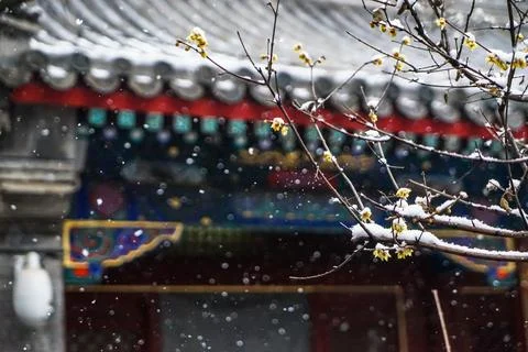 Spring snowflake, winter jasmine, temple, falling snow Stock Photos