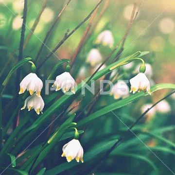 Spring snowflakes flowers. ( leucojum vernum carpaticum) Beautiful blooming.. Stock Photos