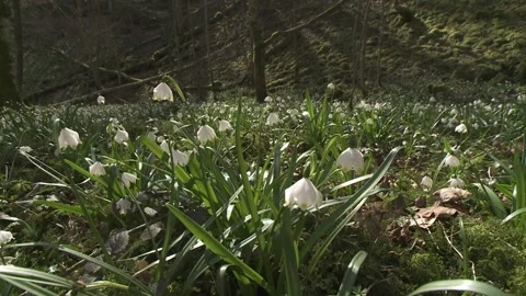 Spring snowflakes in the forest in spring Stock Footage 261436076