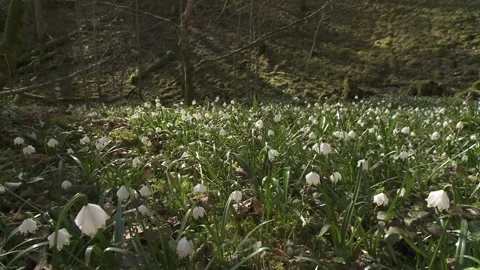 Spring snowflakes in the forest in spring (slide) Stock Footage 261436096