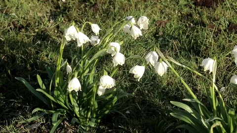 Spring snowflakes in grass on sunny day in wind Video stock 88665056