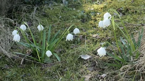 Spring snowflakes in grass on sunny day in wind Video stock 88665257