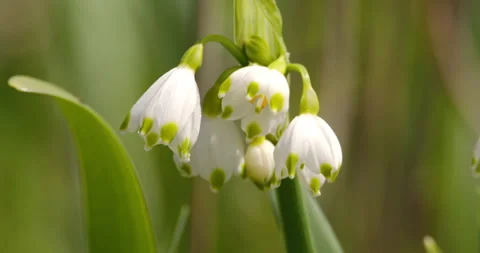 Spring snowflakes in a green grass Stock Footage 253114210