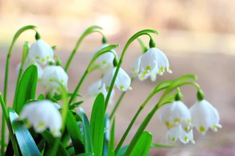 Spring snowflakes Stock Photos