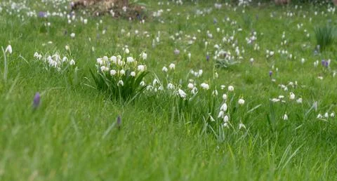 Spring snowflakes Stock Photos