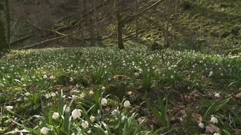 Spring snowflakes in the wood in spring (slade) Stock Footage 261436029