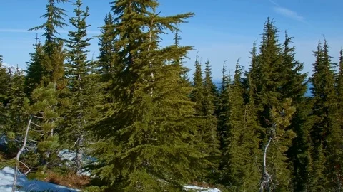 Spring snowmelt and forest Mt. Hood Oregon Cascades 45 Stock Footage 81886648