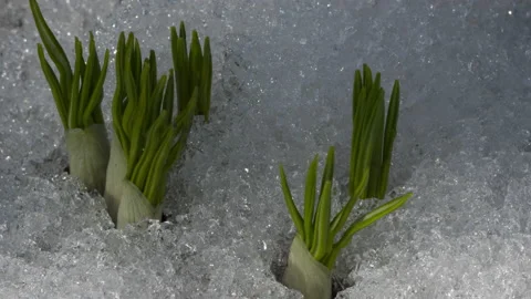 Spring snowmelt, timelapse Stock Footage 184615169