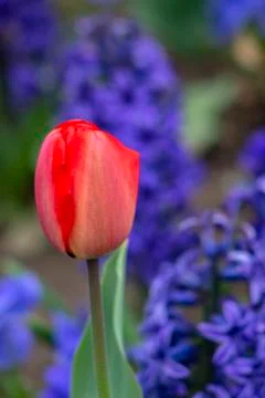 Spring in Sofia. Red tulip. Stock Photos