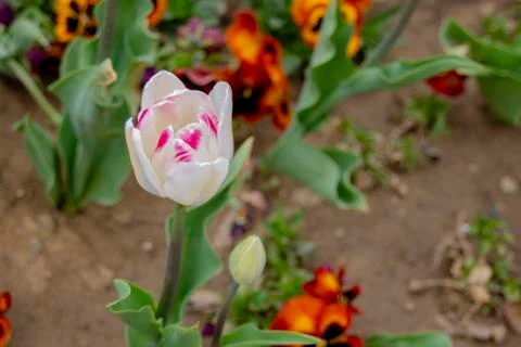 Spring in Sofia. White-pink tulip. Stock Photos