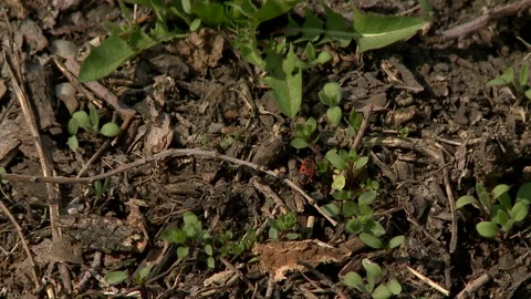 Spring soil on a sunny day in the forest Stock Footage 88437678