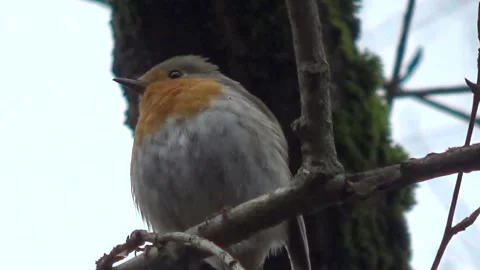 Spring Song robins, (Erithacus rubecula) Stock Footage 152501463