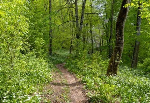 Spring, the source of the river originating in a mountainous area, a day in a Stock Photos