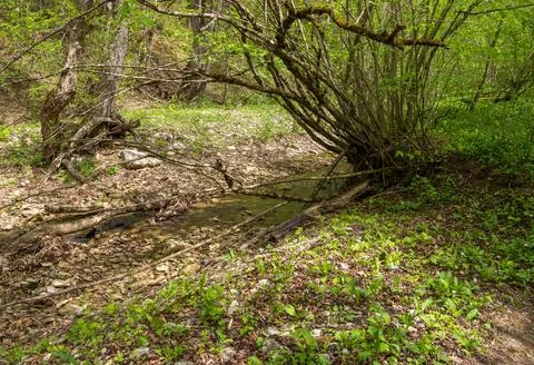 Spring, the source of the river originating in a mountainous area, a day in a Stock Photos