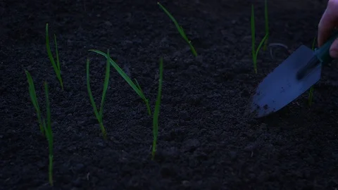 Spring sowing Stock Footage 88506549