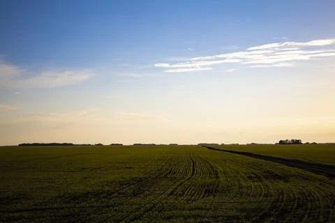 Spring sowing of wheat fields. Cultivation of wheat by the farmer. Stock Photos