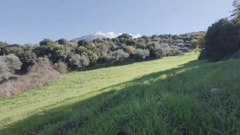 Spring sown field inside Mediterranean forest valley with olive tree shade Stock Footage 328077926